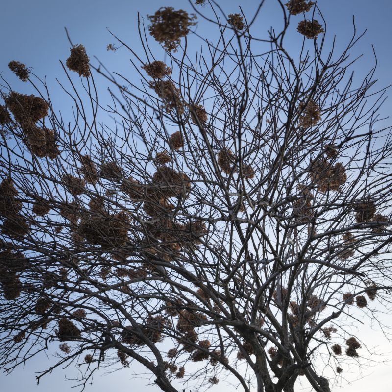 Viburnum Removal