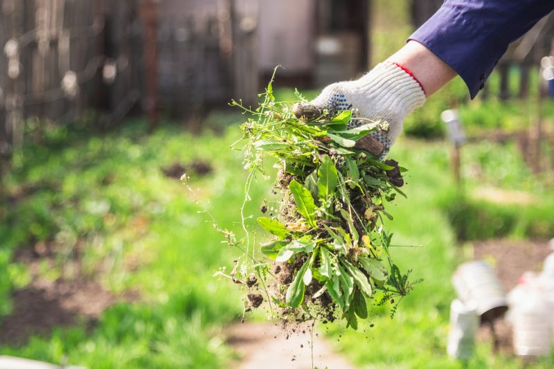 Products For Viburnum Removals in use
