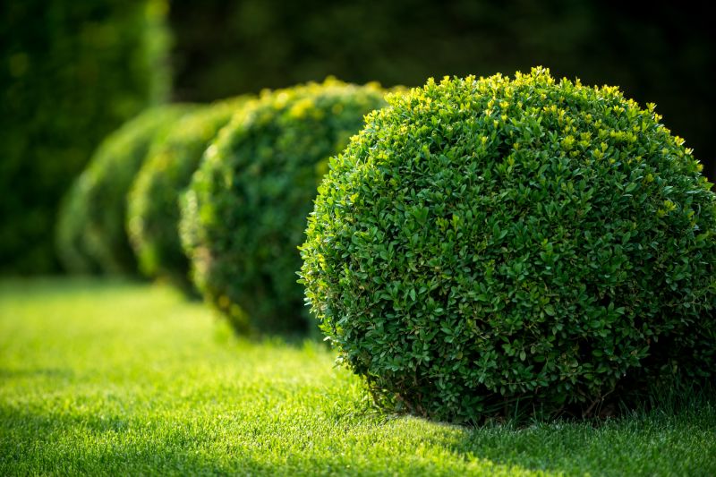 Healthy, Pruned Shrubs