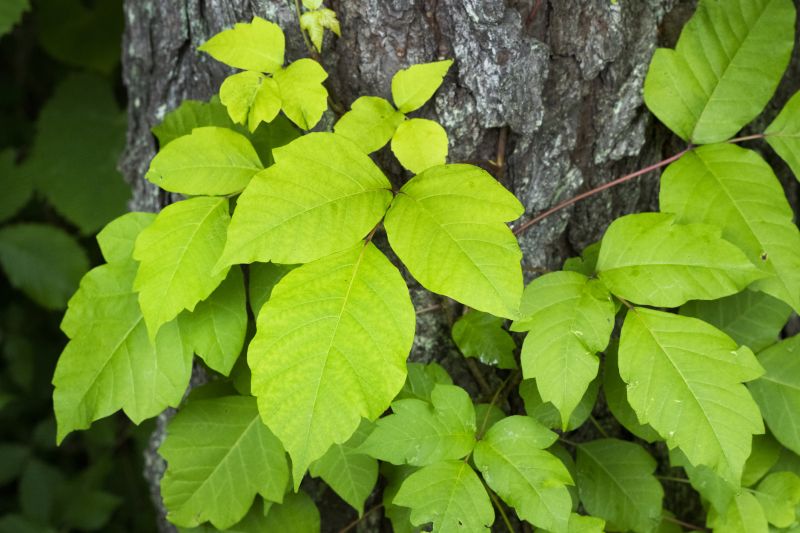 Viburnum Removal Costs — Cost of Viburnum Removal