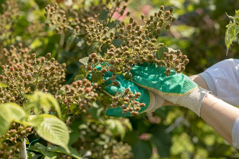 Viburnum Removal Costs — Cost of Viburnum Removal