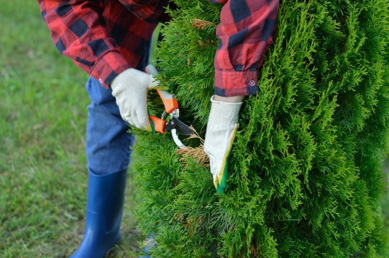 Viburnum Removal Costs — Cost of Viburnum Removal