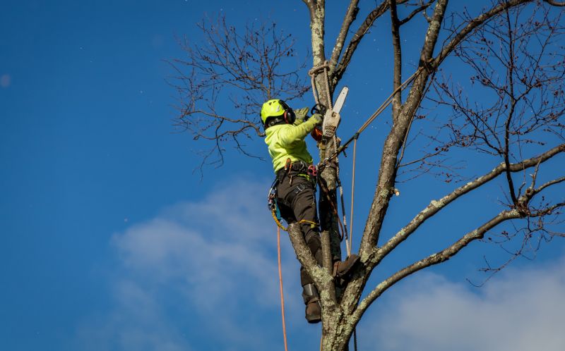 Experienced Tree Removal Experts