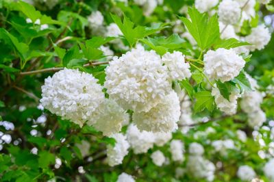 Get Diseased, Damaged, or Dead Plants Removed!